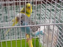 2 Papagaj Me Kafaz Ferplast