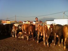 Shesim bika per mish