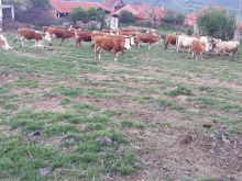 Lop mshtjerra Mzet krejt bio veq ne Mal per mish garantoj 