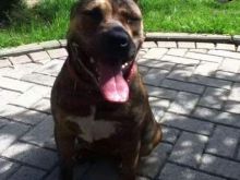 Pitbullk 