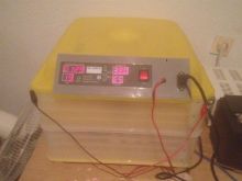 Inkubator
