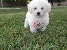 Bichon Frise