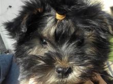 Yorkie - peekinezer puppies