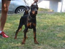 Doberman 