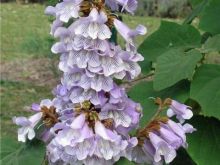 	\"RISI\" EDHE PER BLETAR PAULOWNIA 