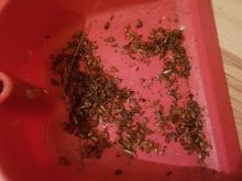 INSEKTE BUBASHFABA ELEMINIM EKOLOGJIK