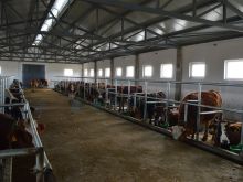 Ferme shtall