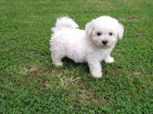Bischon Frise - Bishon 