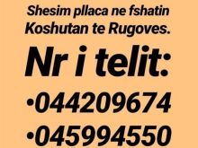 shes tok ne koshutan te rugoves