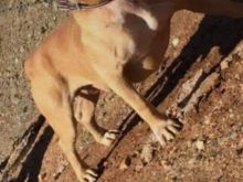 Pitbull 