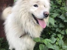 Samoyed 