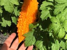 Kudretnare Pjepen i hidhur Biter Melon 
