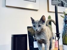 Mace russian blue