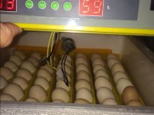 Inkubator elektronik per 24,56,112,324, dhe 524vez