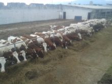 Mshtjerra barse Holstein