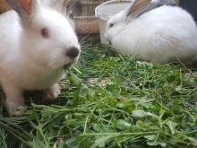 Shes Lepuj