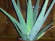 Aloe vera