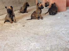 Shes Klysht Malinois Belg 
