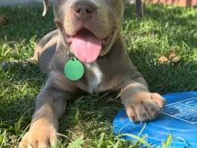 Pit bull