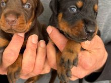 Doberman
