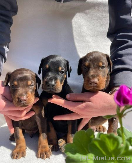 Doberman
