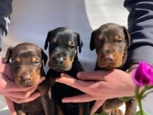 Doberman