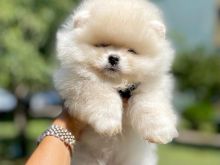 Pomeranian boo