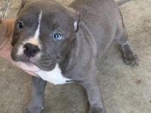 Pitbull blue nose