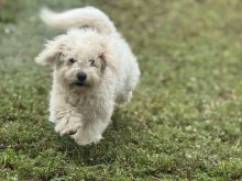 bichon freze