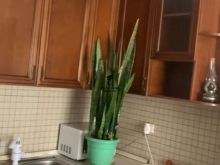 APARTAMENT ME QERA 1+1 RRUGA E DURRESIT 60.000 LEKE FH-58813