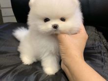 Pomeranez për Adoptim