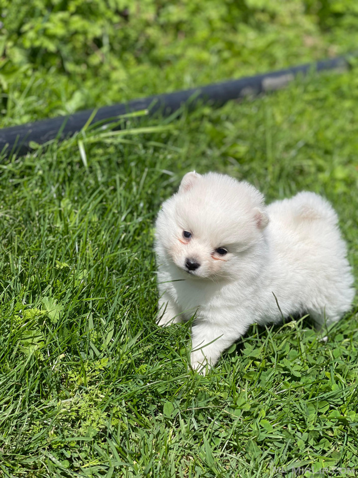 Mini Spitz
