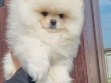 POMERANIAN BOO PREMIUM