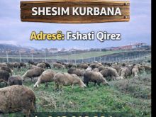 Shesum kurbana