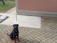 Shitet qeni i races rrotweiler