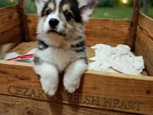 Qenushët Corgi për shitje