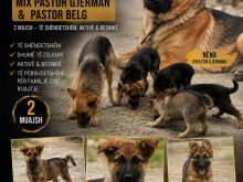 SHITEN QEN KELYSHE PASTOR MIKS BELG E GJERMAN