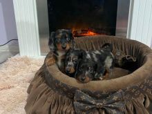 Dachshund xhuxh me qime të gjata, merles
