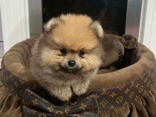 Këlyshë Pomeranez të cilësisë së lartë