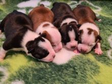 Qenushët e racës American Staffordshire Terrier, këlyshë me cilësi të provuar