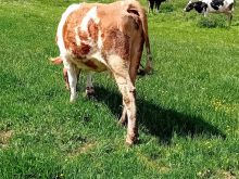 Shitet per kurban bio