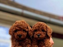 Qenushkë lodër Whatsapp+37067987419