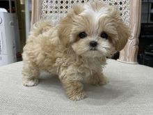 ShihTzus puppies +13055042855
