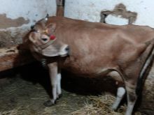 Lopa krava