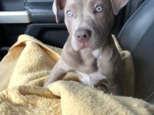 Shitet pitbull