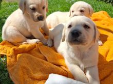 Shiten kelysh labrador retriver
