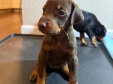 Shes Doberman