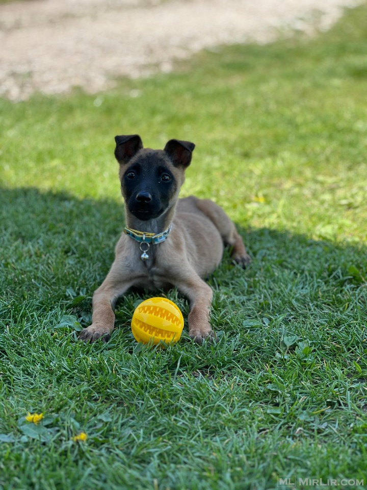 Belg malinois