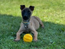 Belg malinois