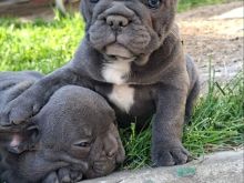 Bulldog Francez Sky Blue Këlyshë